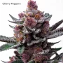 Семена конопли Candy Pack от Barney's Farm